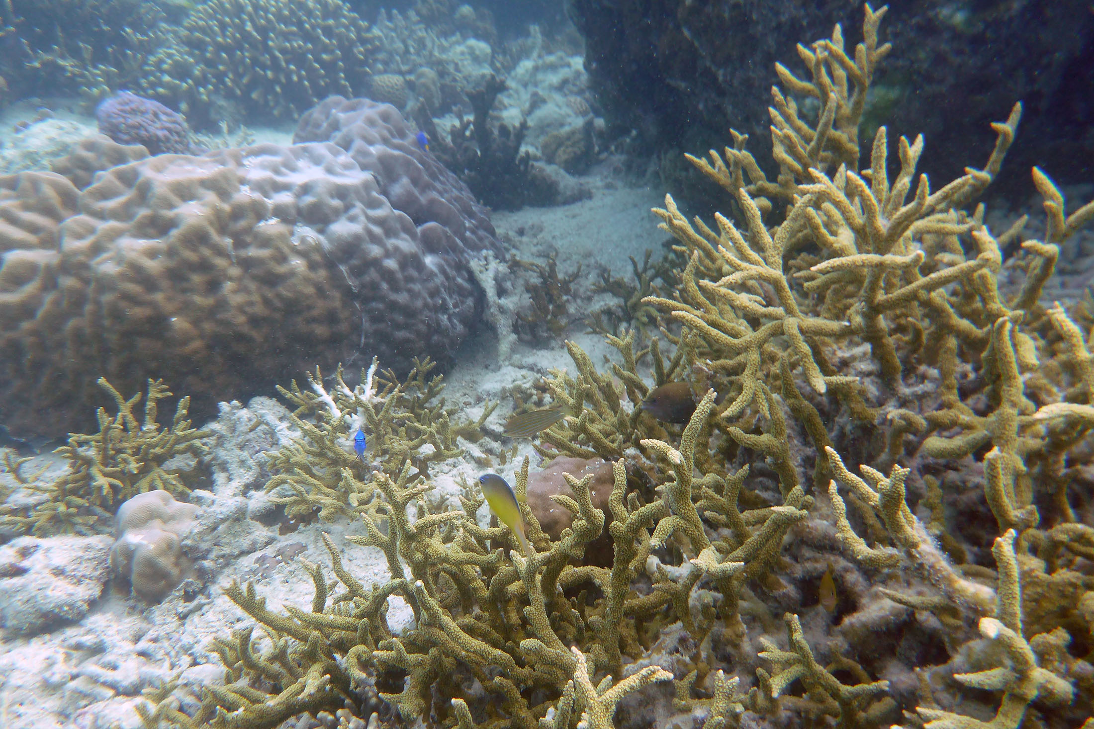 Coral reefs in Eastern Samar