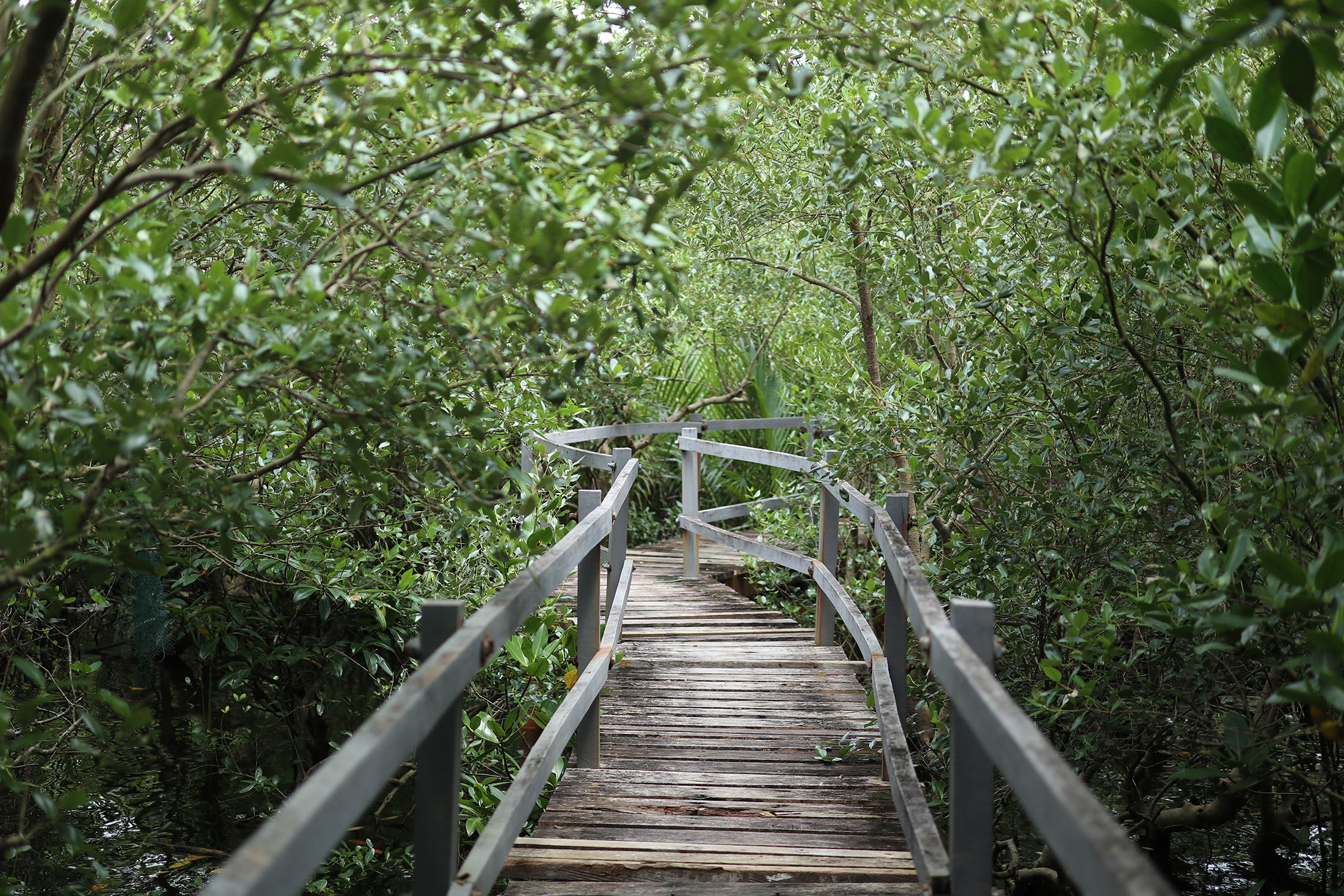 Arch and walkway at the Paraiso mangrove eco park