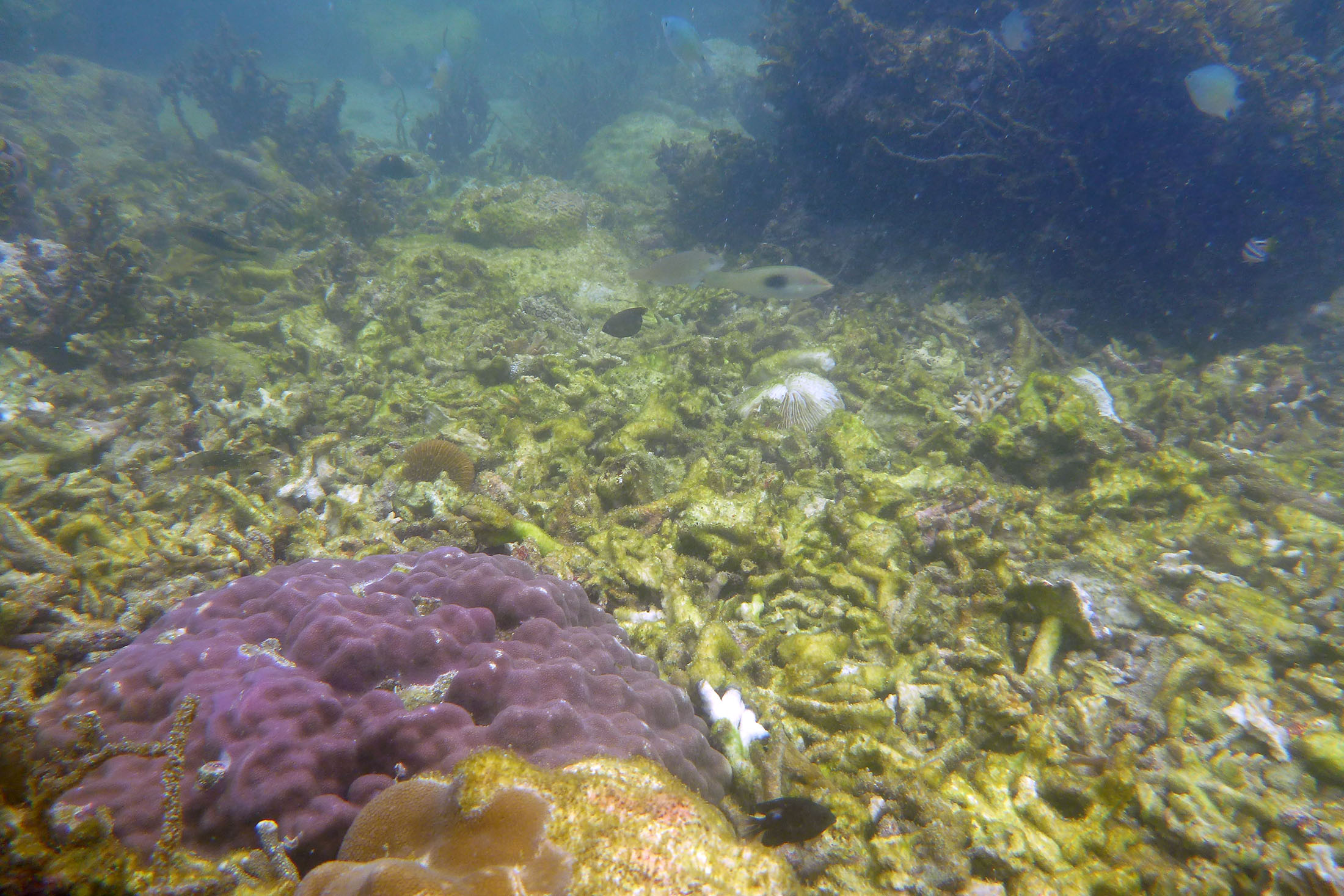 Coral reefs in Eastern Samar