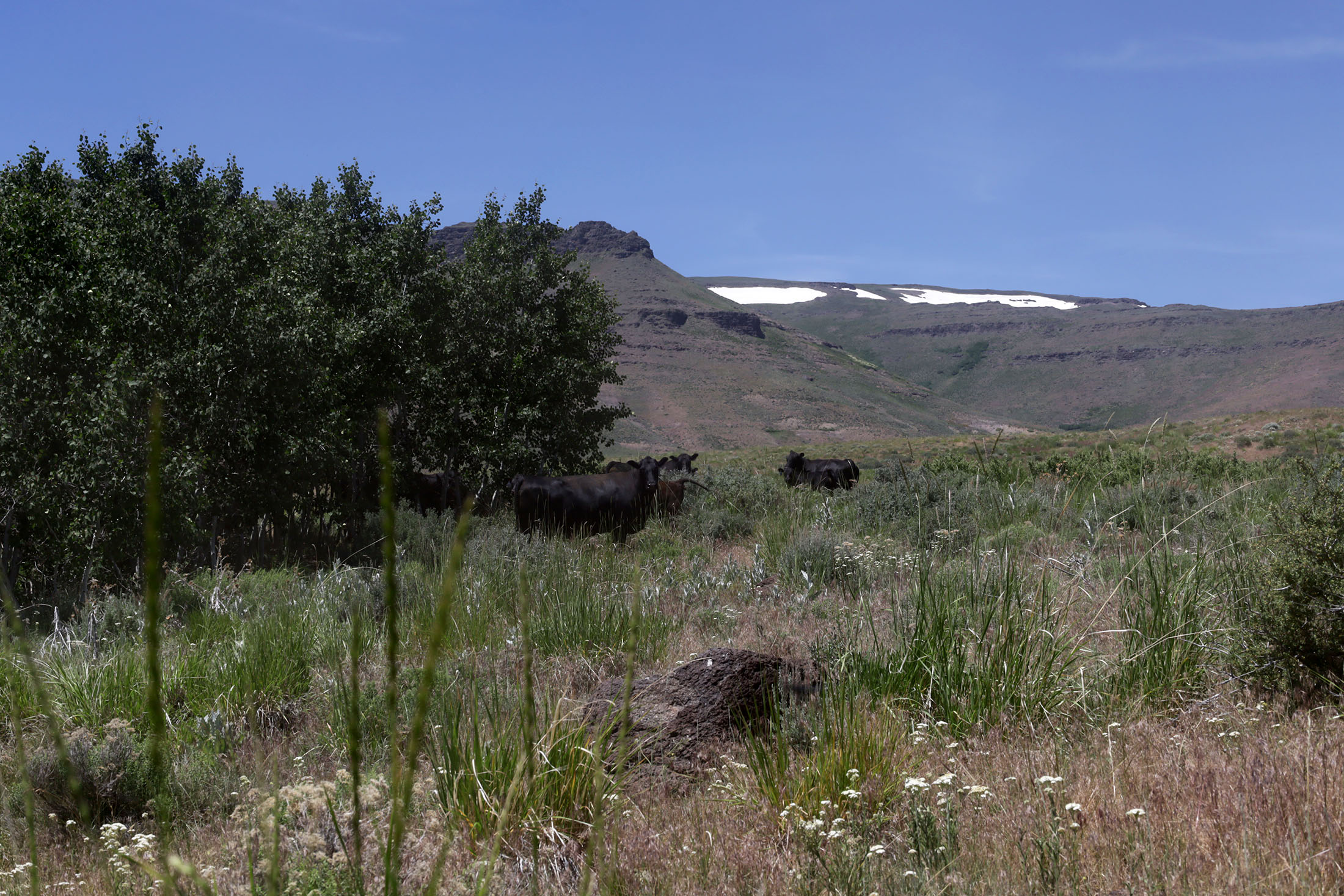 Angus cattle graze on public land in the McDermitt Caldera. Photo by Jose Santacruz.