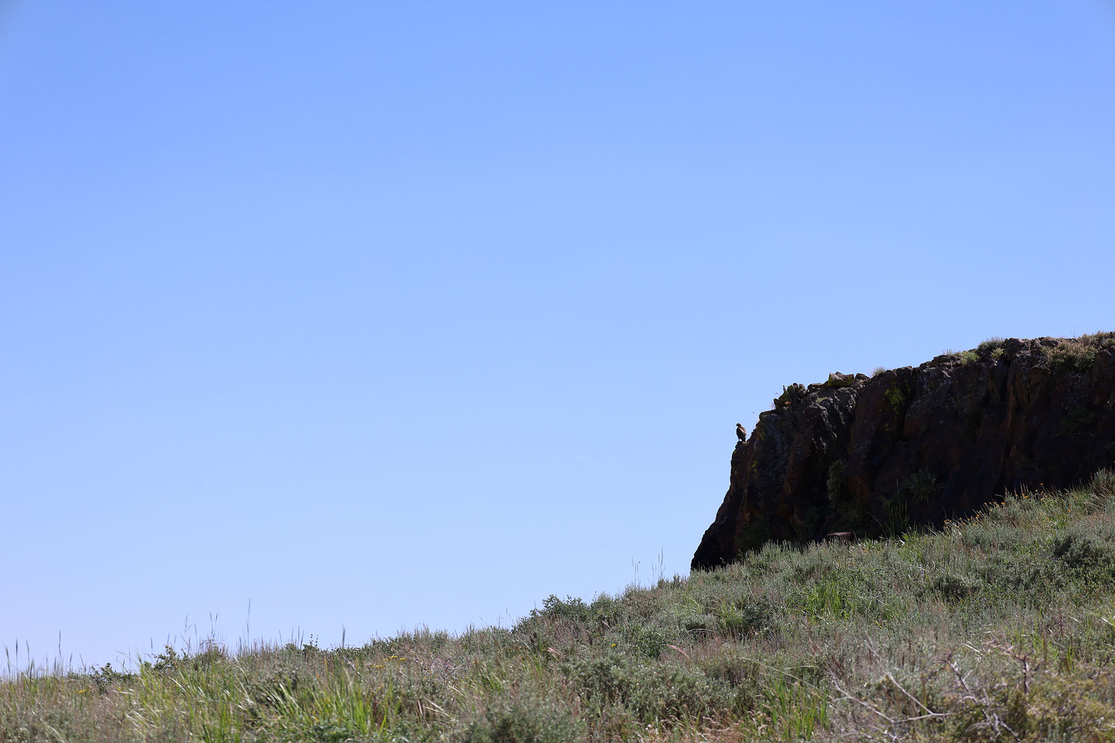 A golden eagle perches on a rock outcropping in the McDermitt Caldera. Photo by Nate Otjen.