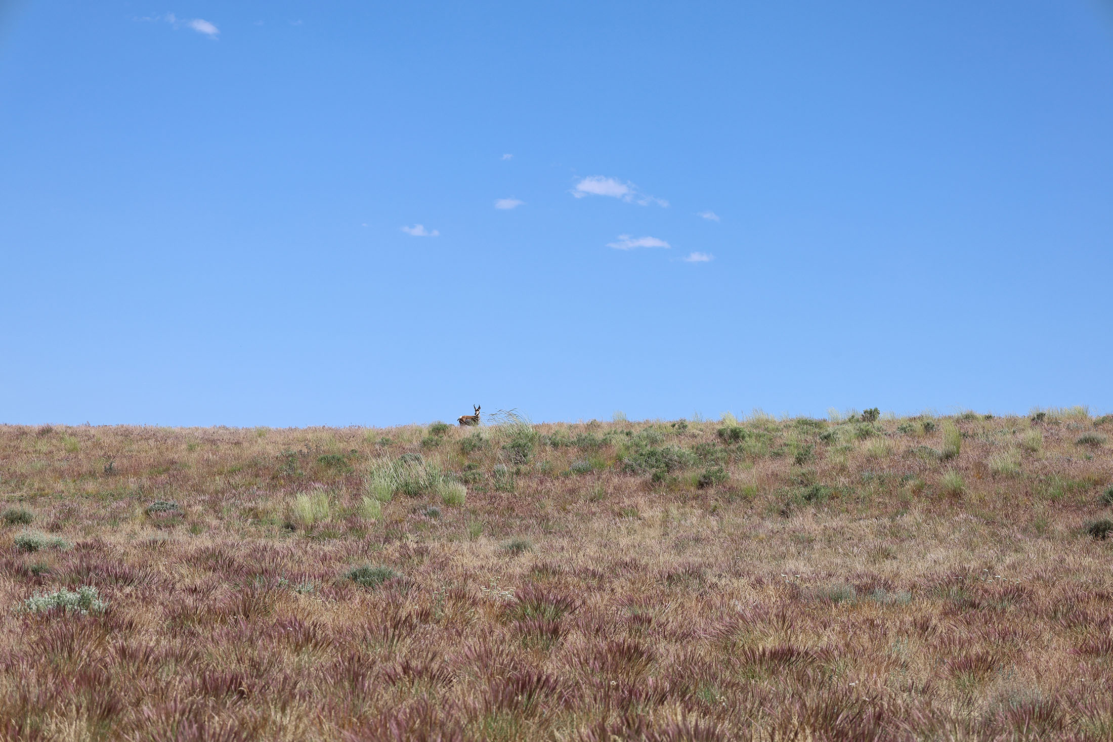 A pronghorn antelope stands at the top of a hill. Photo taken in the caldera by Jose Santacruz.