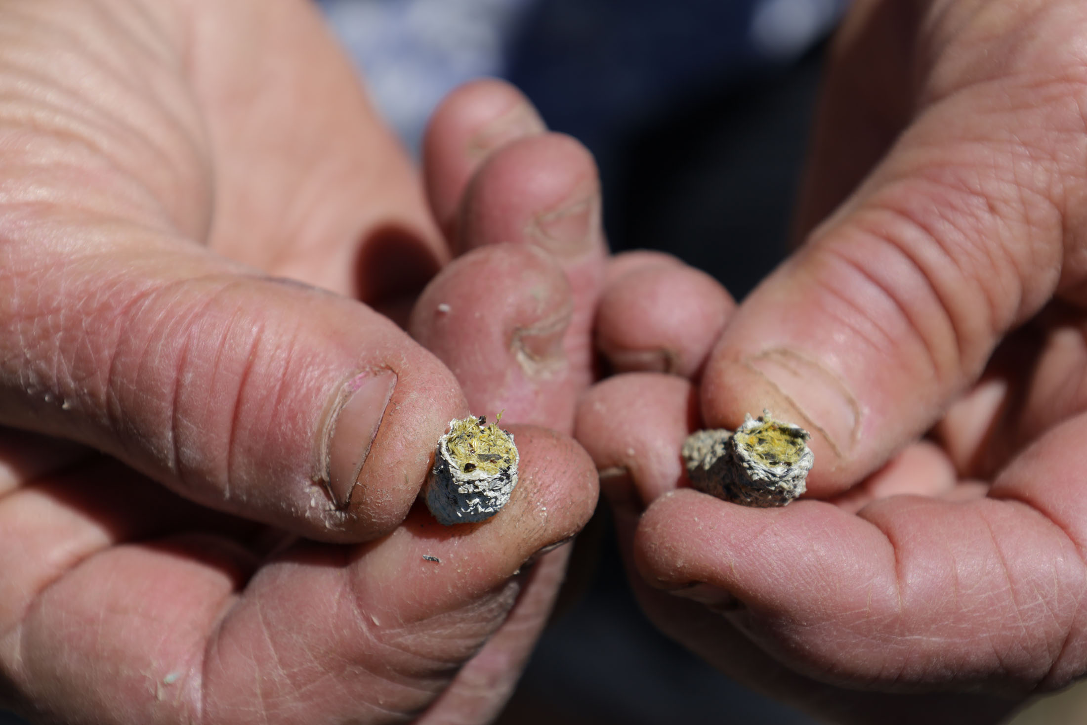 Katie Fite holds a sage grouse dropping and explains that the bright color indicates a diet of yellow wildflowers. Photo by Chris Bao.
