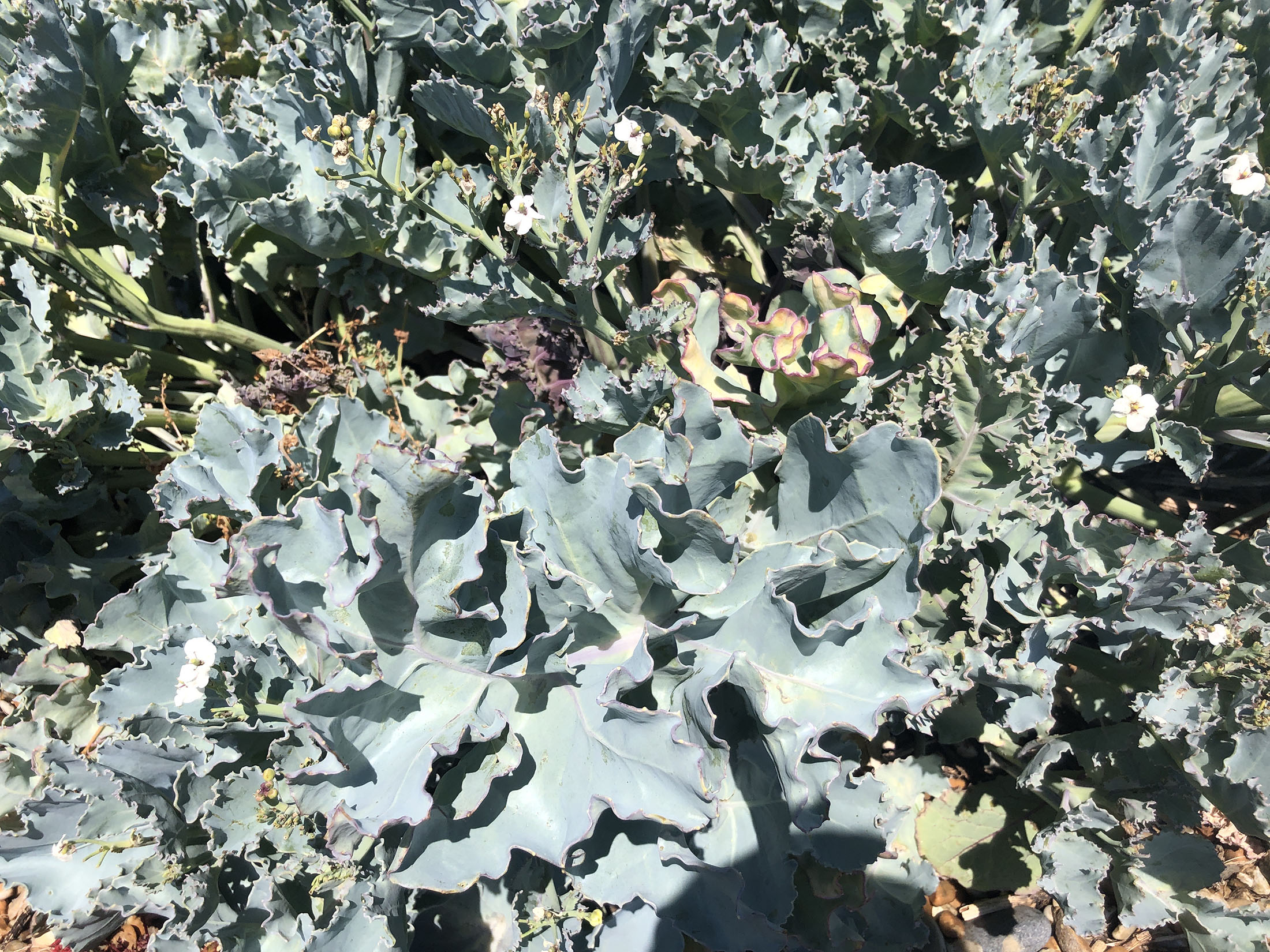 Sea kale. Photo by Kyra Morris.